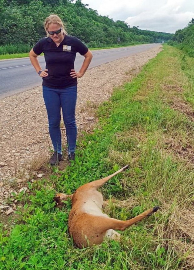 Редкого «саблезубого» оленя сбили в Приморье