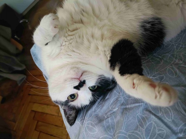 Мой котик, 3 месяца от роду