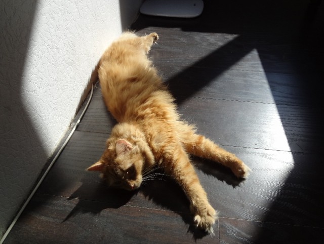 Котовторник 30.04.2013