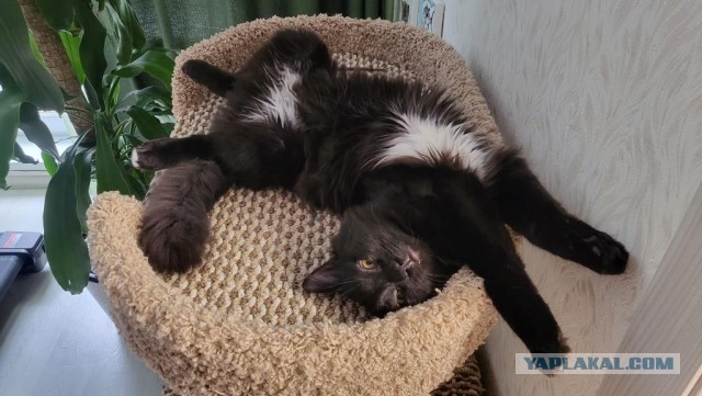 С котовторником ЯПовцы