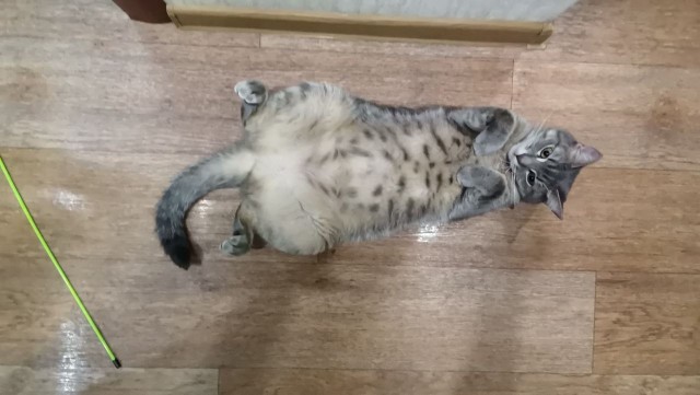 А у нас лапки