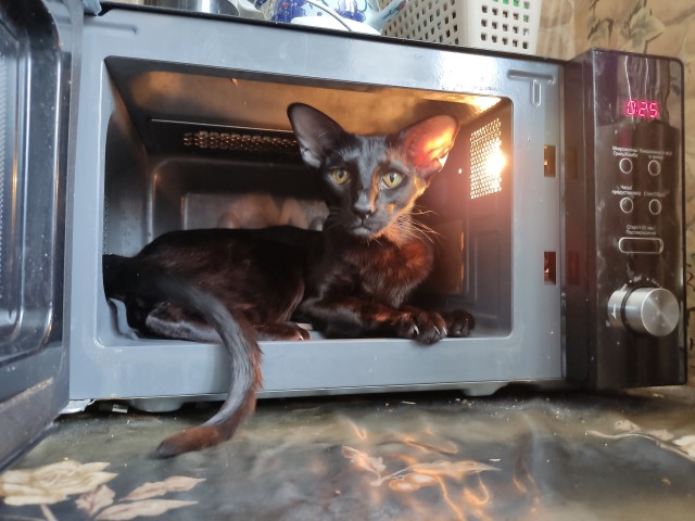 Всех с котовторником