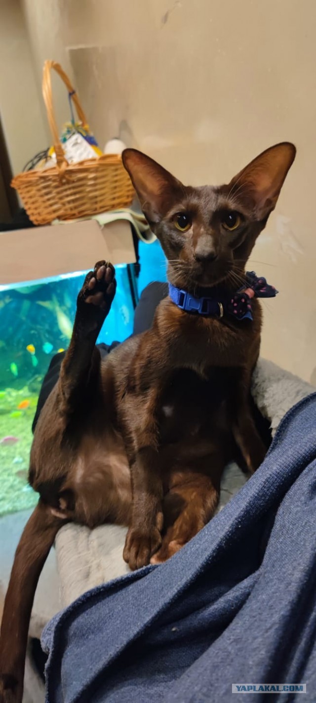 Блюз черных котов