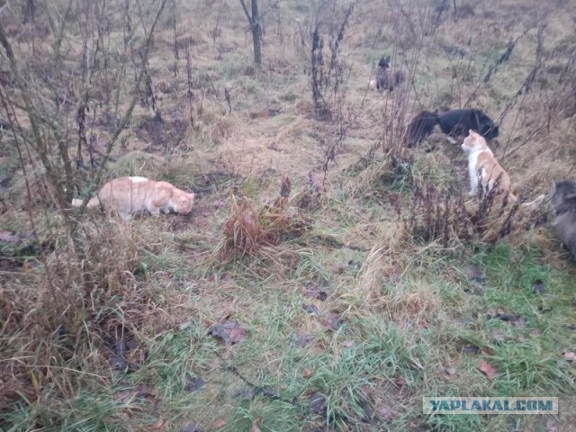 Жизнь домашнего приюта для котеек 522