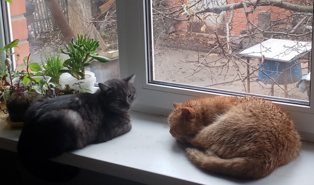 Сама пришла.