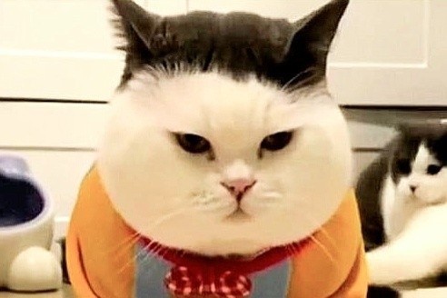 Их окрас – это что-то с чем то...