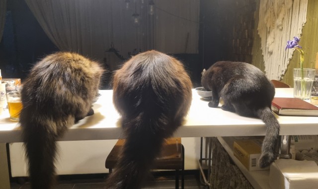 Минус один бродяга