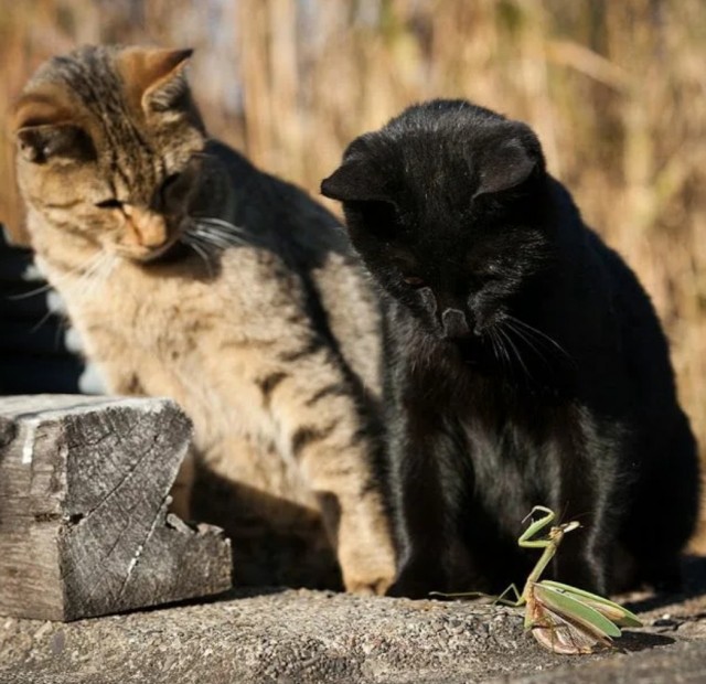 Самка богомола.