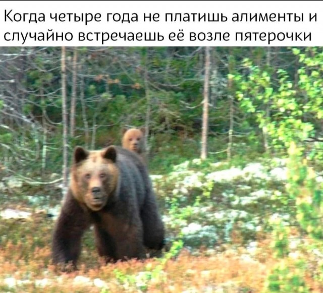 Грустный медвежонок прибился к рыбакам в Приморье. Мужики рискнули руками и погладили его