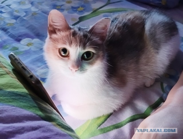 Альтернатива кота с лампой.