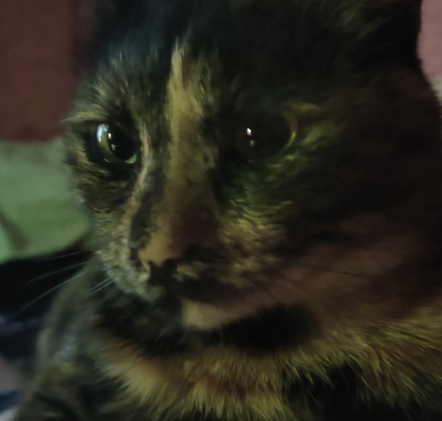 Колыбельная для кота