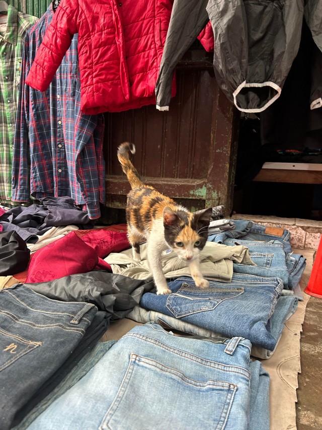 Уличные кошки Марокко