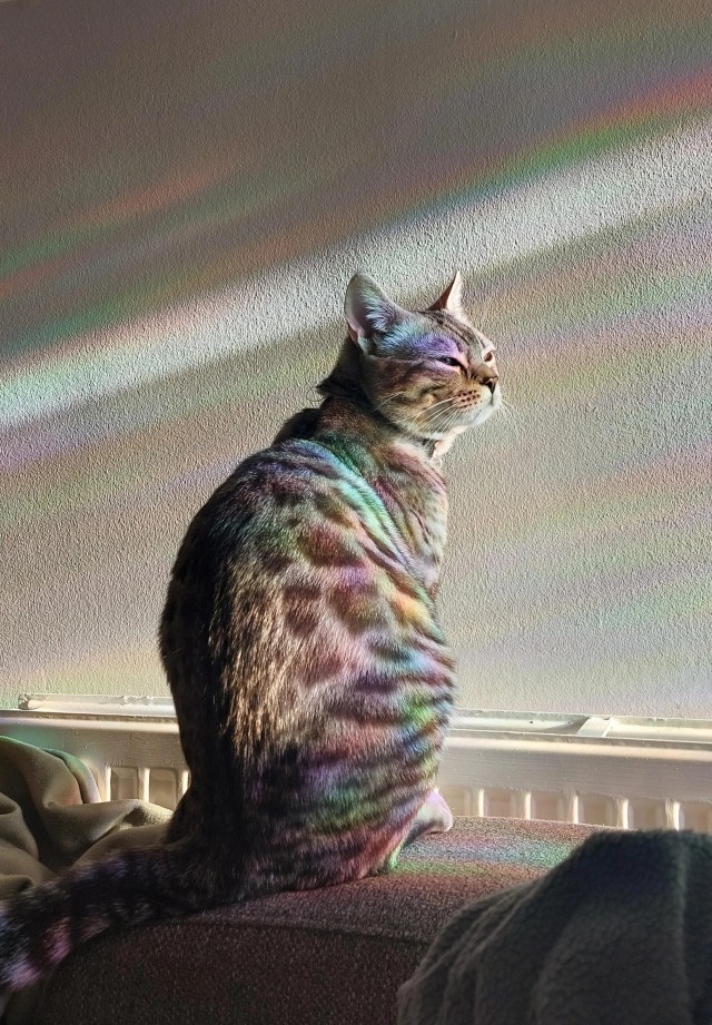 Рандомных фото котов тред