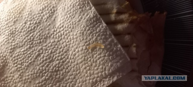 Шаурма: секционные находки