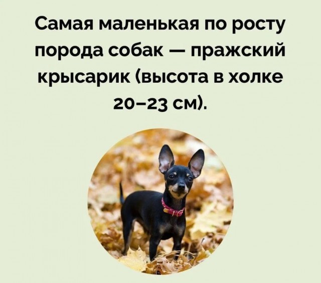 Субботние картинки