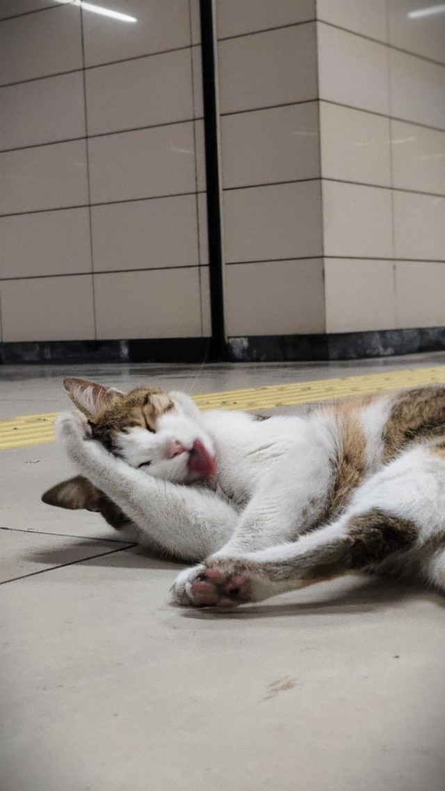 Уличные кошки Стамбула