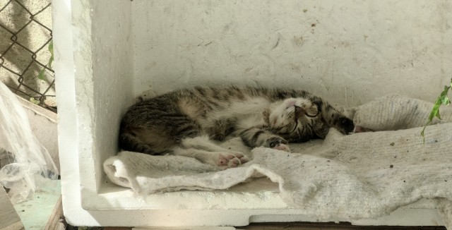 Степана вам в котовторник