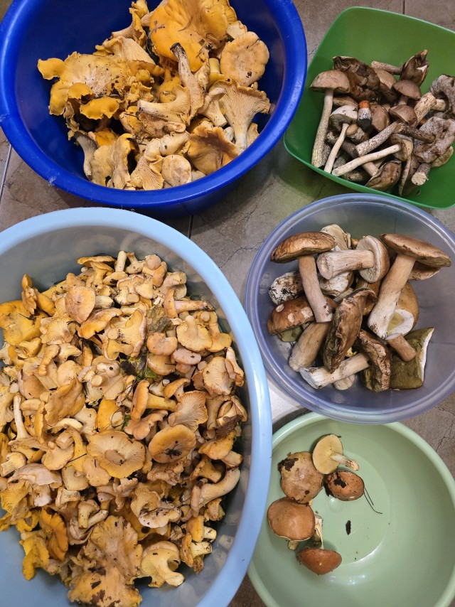 Armillaria mellea