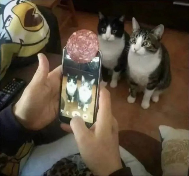 Завтра же котовторник
