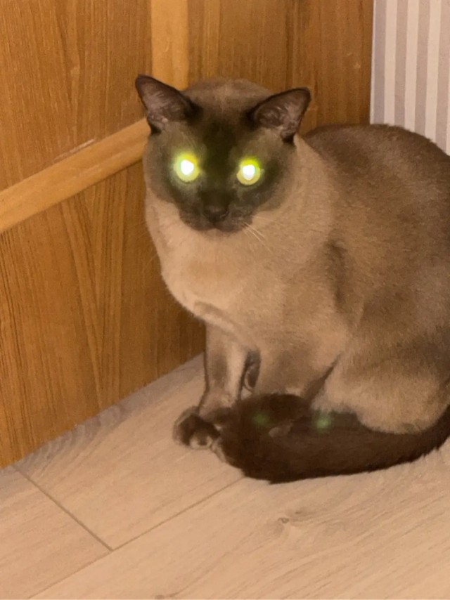 Котовторник