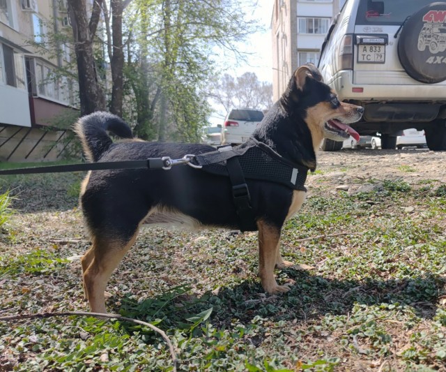 Собакочетверг!