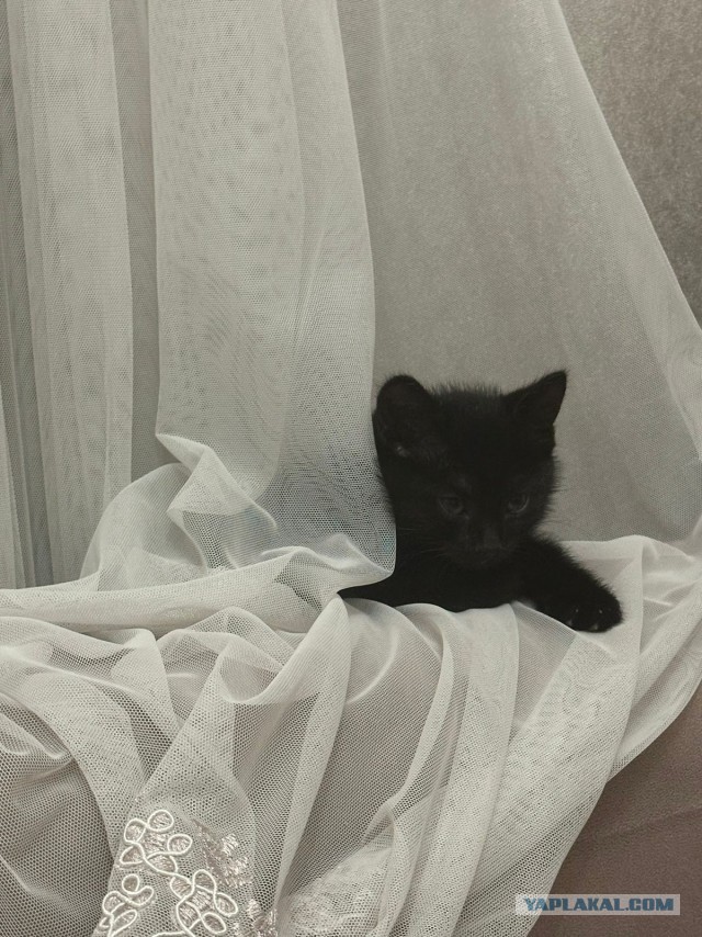 К-котовторник