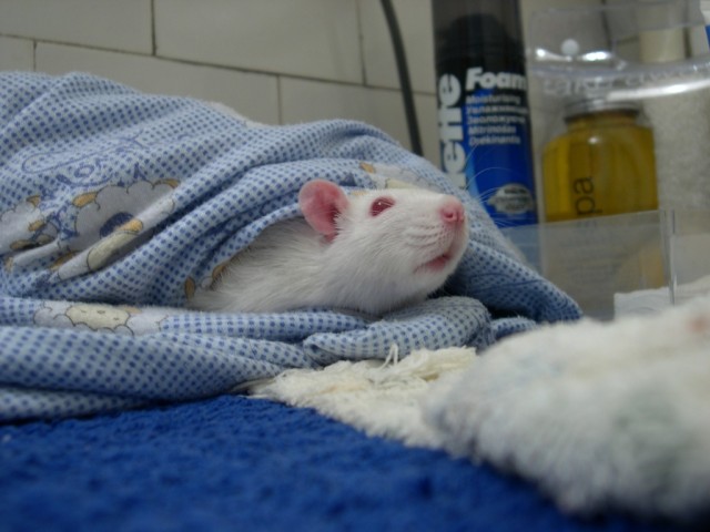 Быть женой программиста