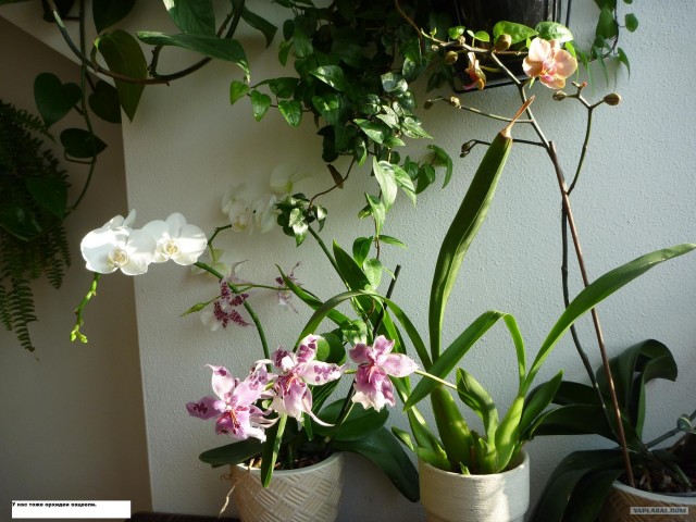 Начала цвести орхидея. Орхидея зацвела. Начало цветения орхидеи. Орхидея начало цветения фото. Стрела у орхидеи.