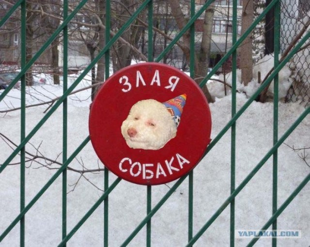 Осторожно! Смешная собака