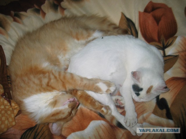 Котовторник 01.04.2014