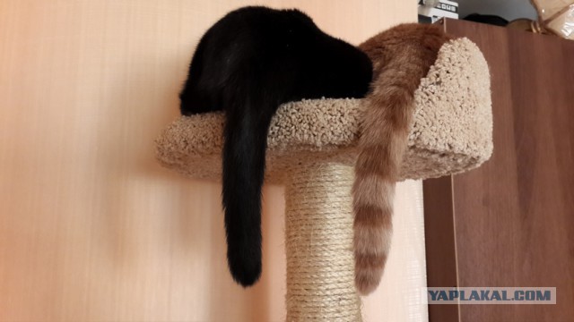 С Котовторником!