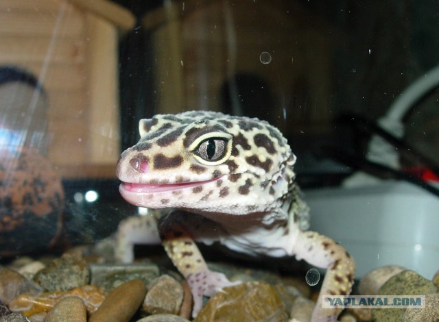 Я слушаю тебя, мой юный падаван