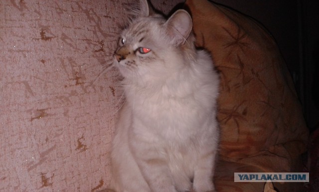 Котовторник 27.5.2014