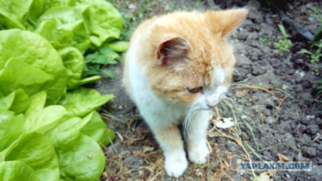 Котовторник 27.5.2014