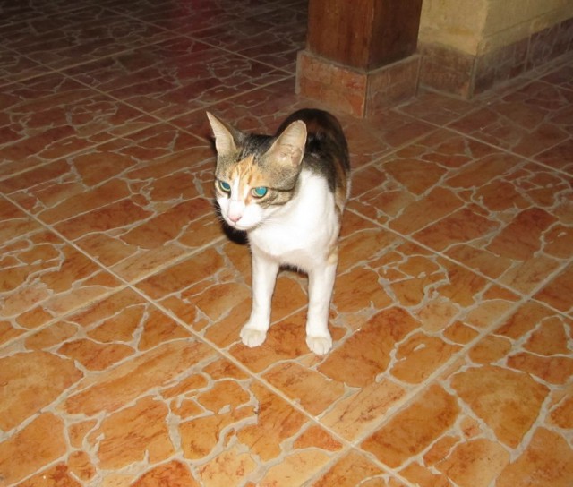 Котовторник 27.5.2014