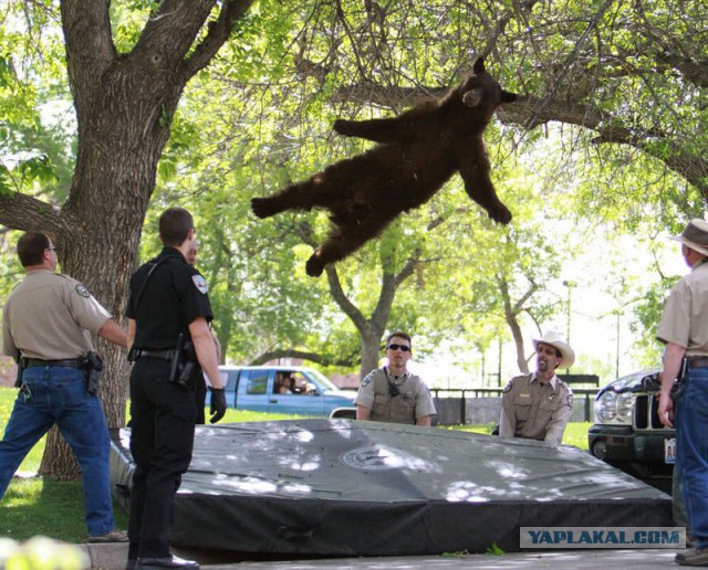 Спасение медведя, застрявшего под мостом