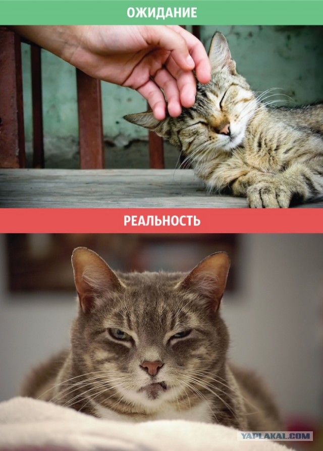 Коты: ожидания и реальность