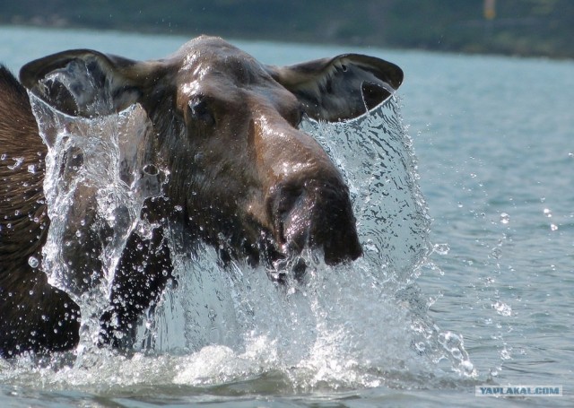 Фотоконкурс National Geographic 2012