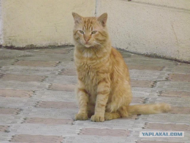 Котовторник  21.07.2015