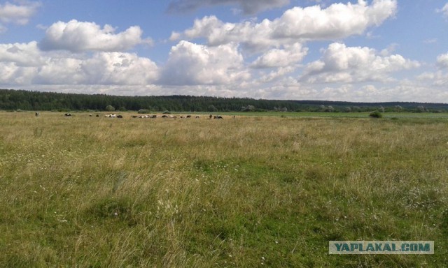 Дело не во мне, а в пескаре