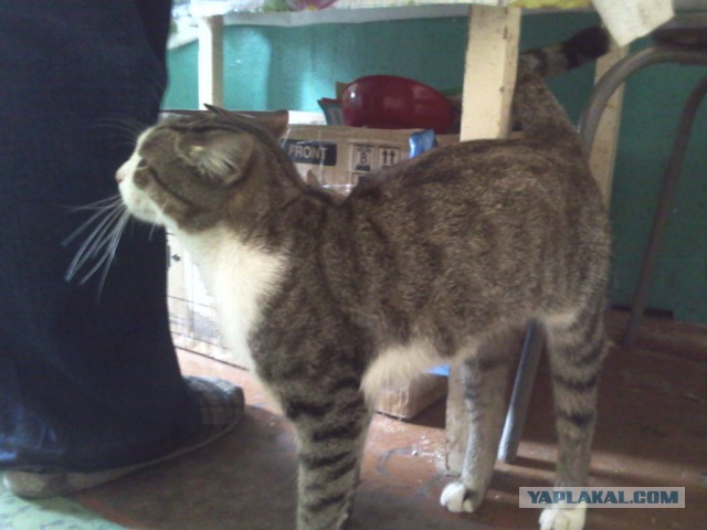 Котовторник 15-09-2015 !