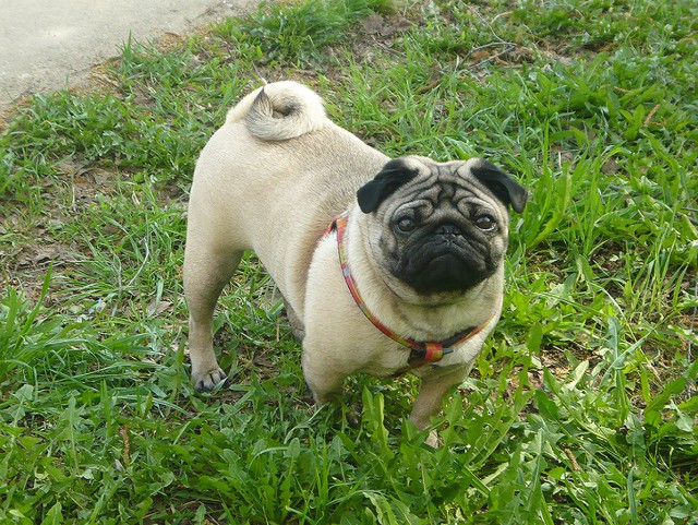 Прогулка с мопсом: унизительно, но увлекательно