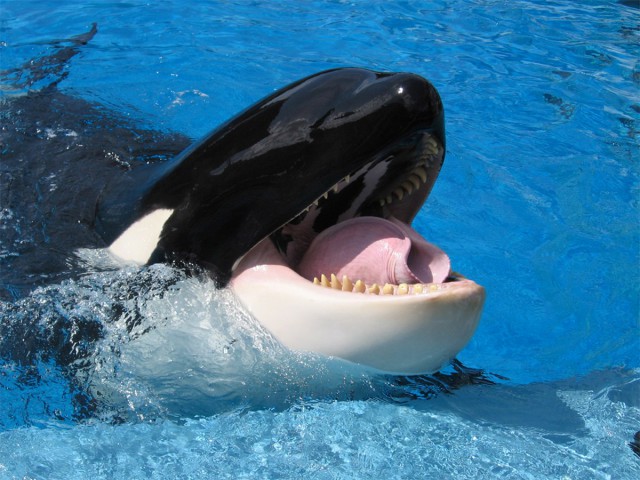 Orcinus orca