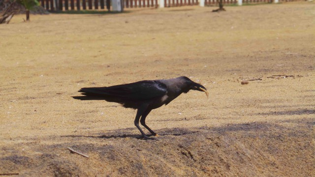 Самостоятельное путешествие в Шри-Ланку