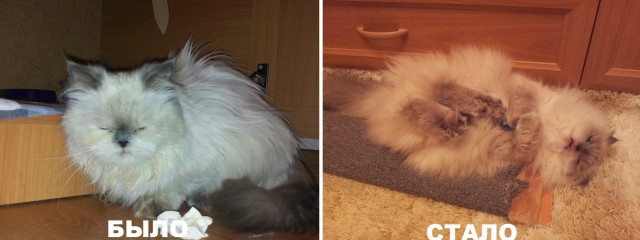 Мы взяли собаку из приюта. Личный опыт