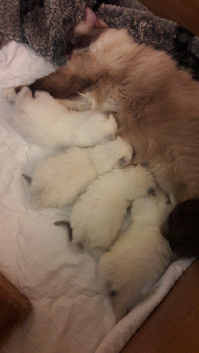 Коты из сети