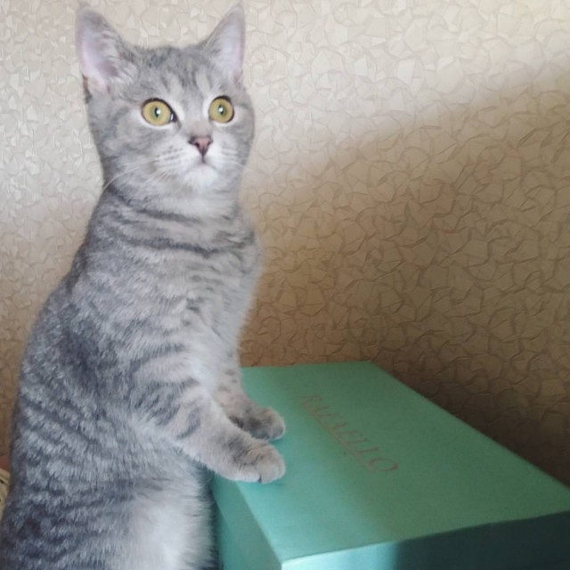 Котовторник 22.11.2016
