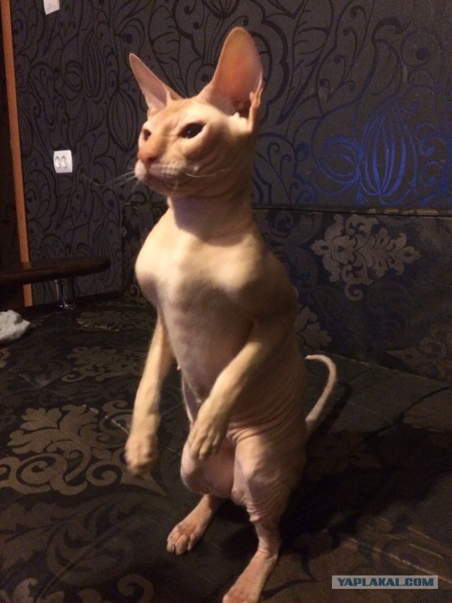 Новый жилец "Котоленда" Экзотический