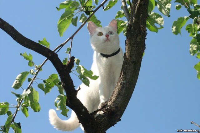 Коты из сети