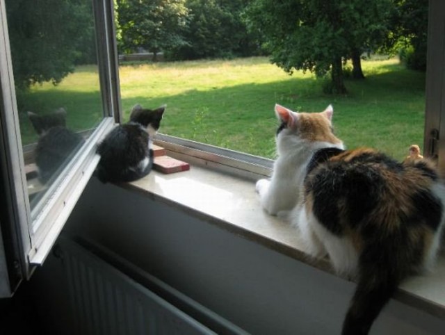 Коты и Кошки